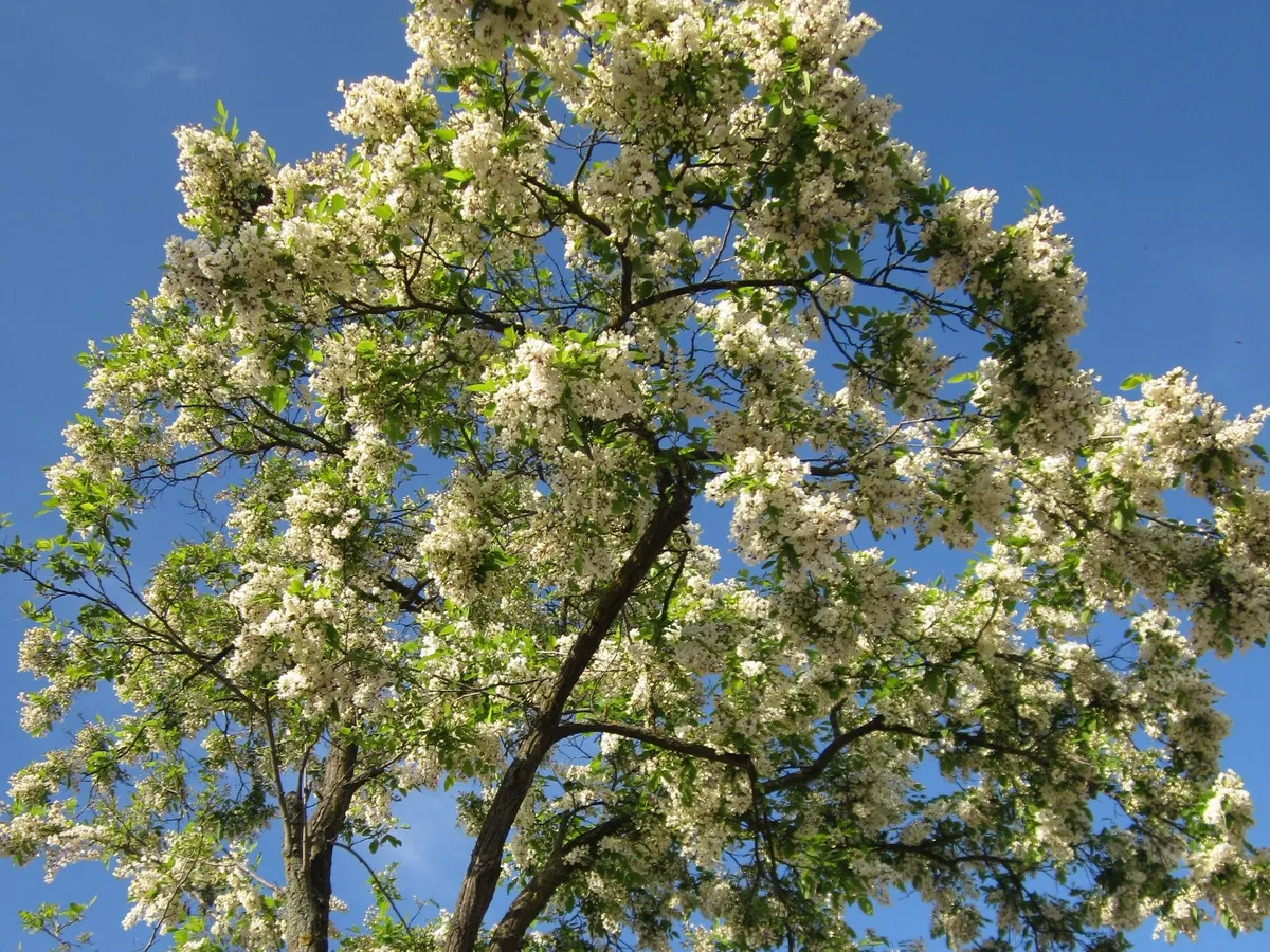 Акация (Robinia pseudoacacia)
