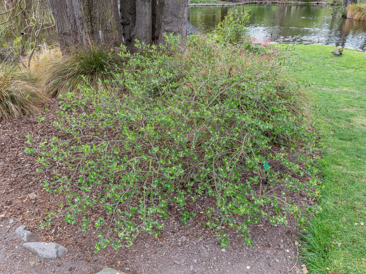 Арония (Aronia melanocarpa)