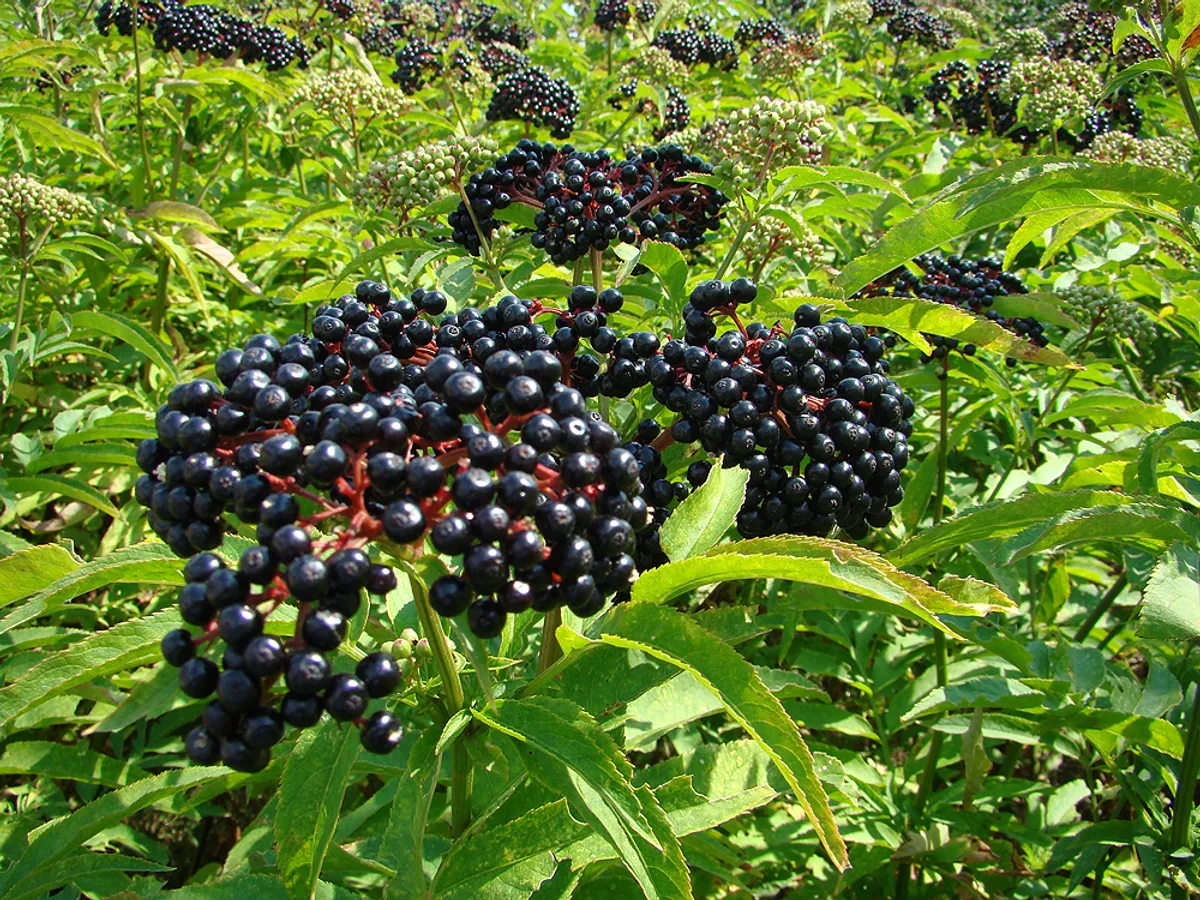 Бъзак (Sambucus ebulus)