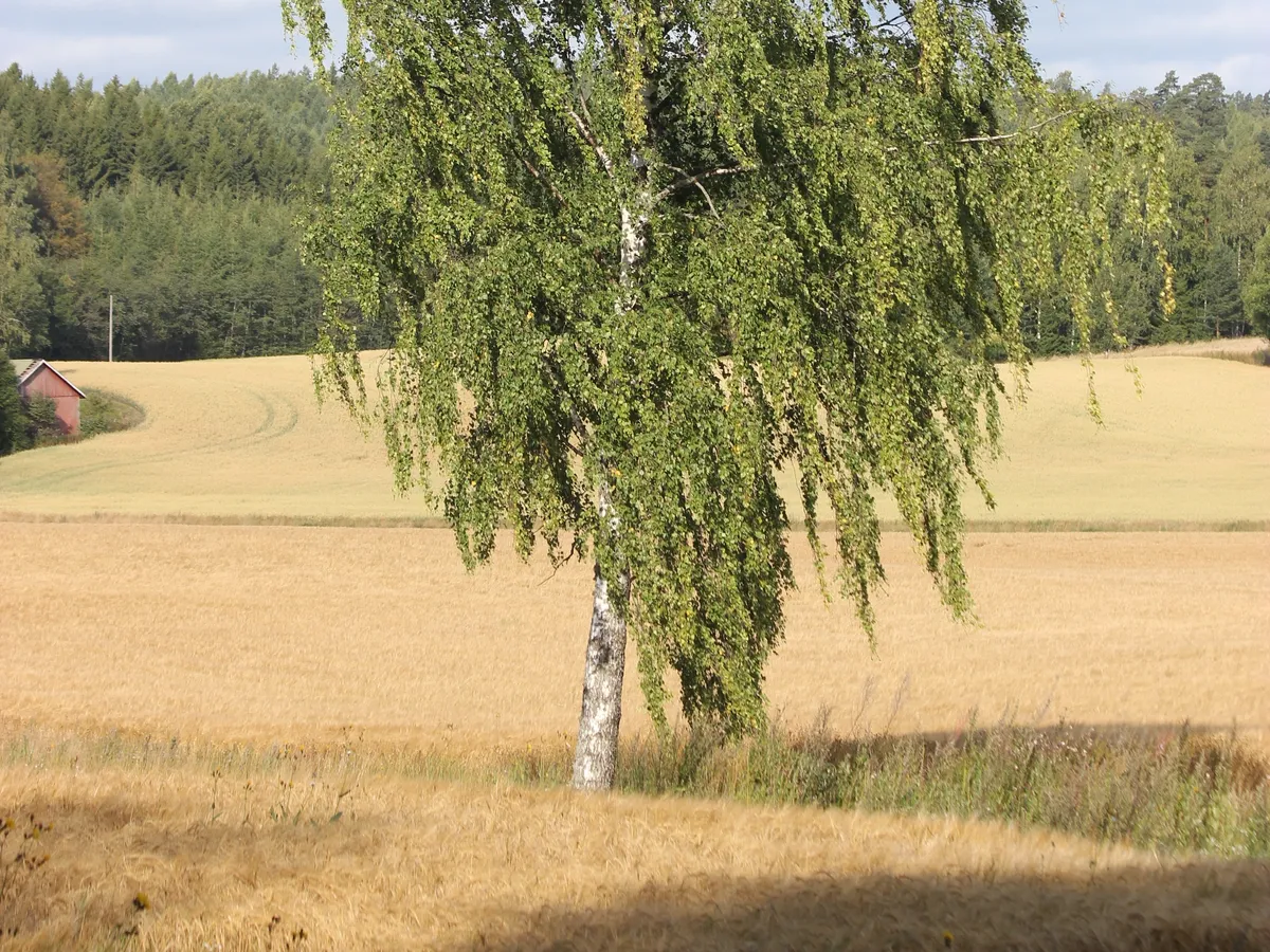 Бреза (Betula pendula)