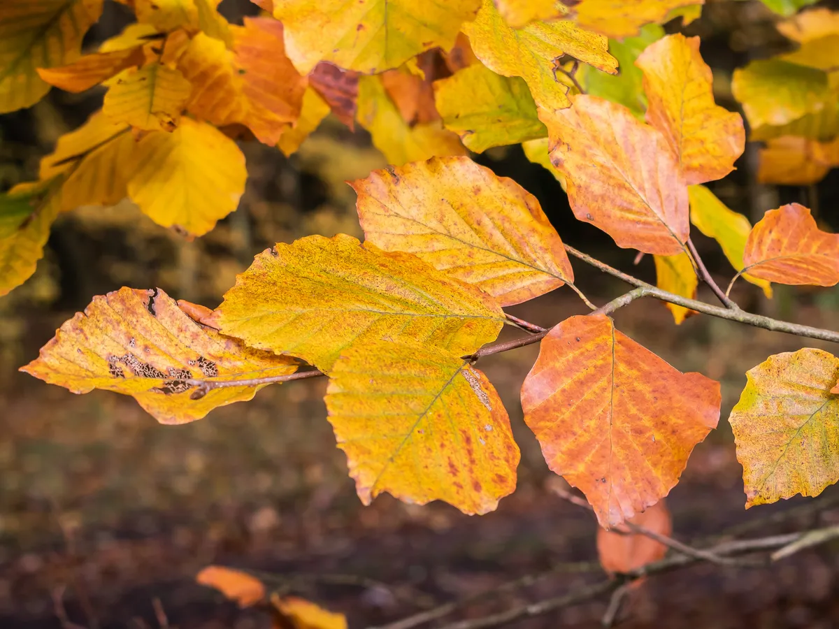 Бук (Fagus sylvatica)