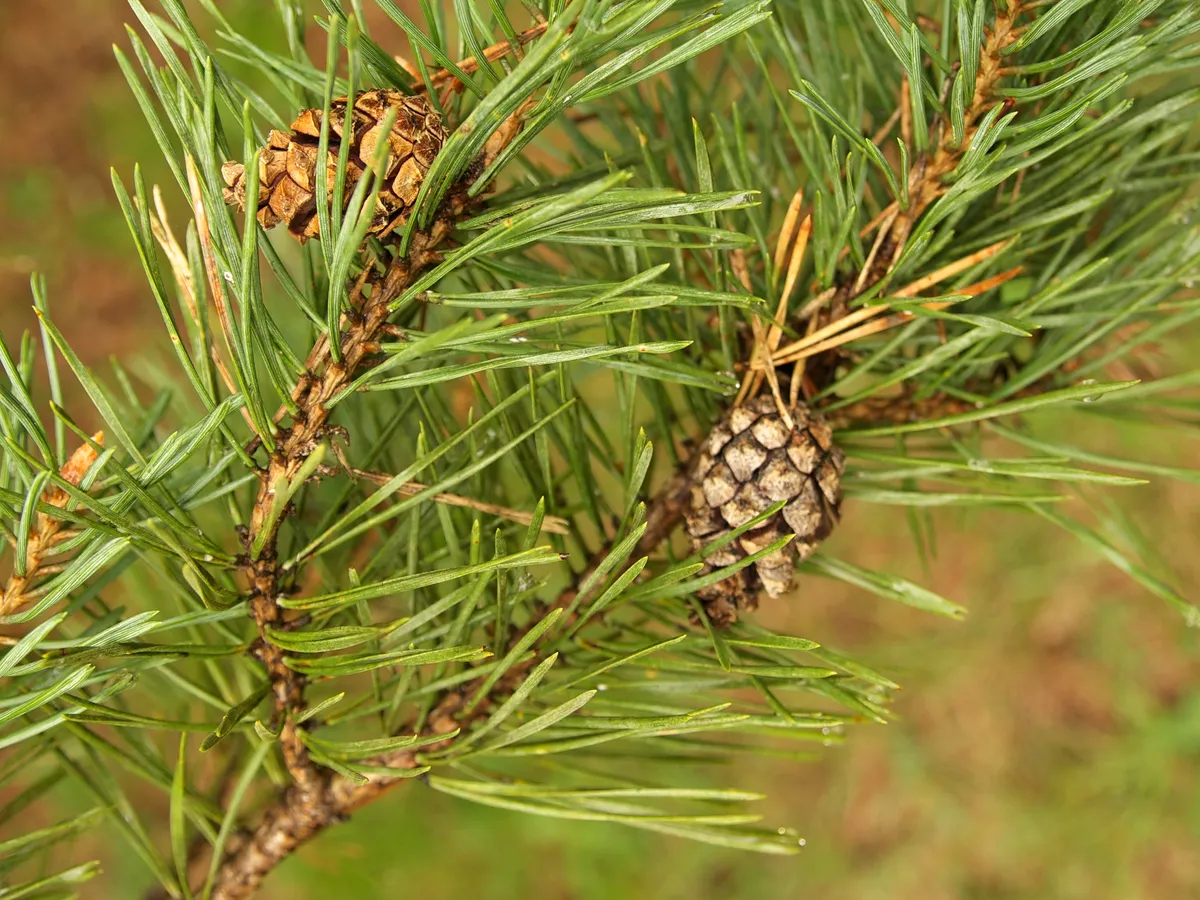 Бял бор (Pinus sylvestris)