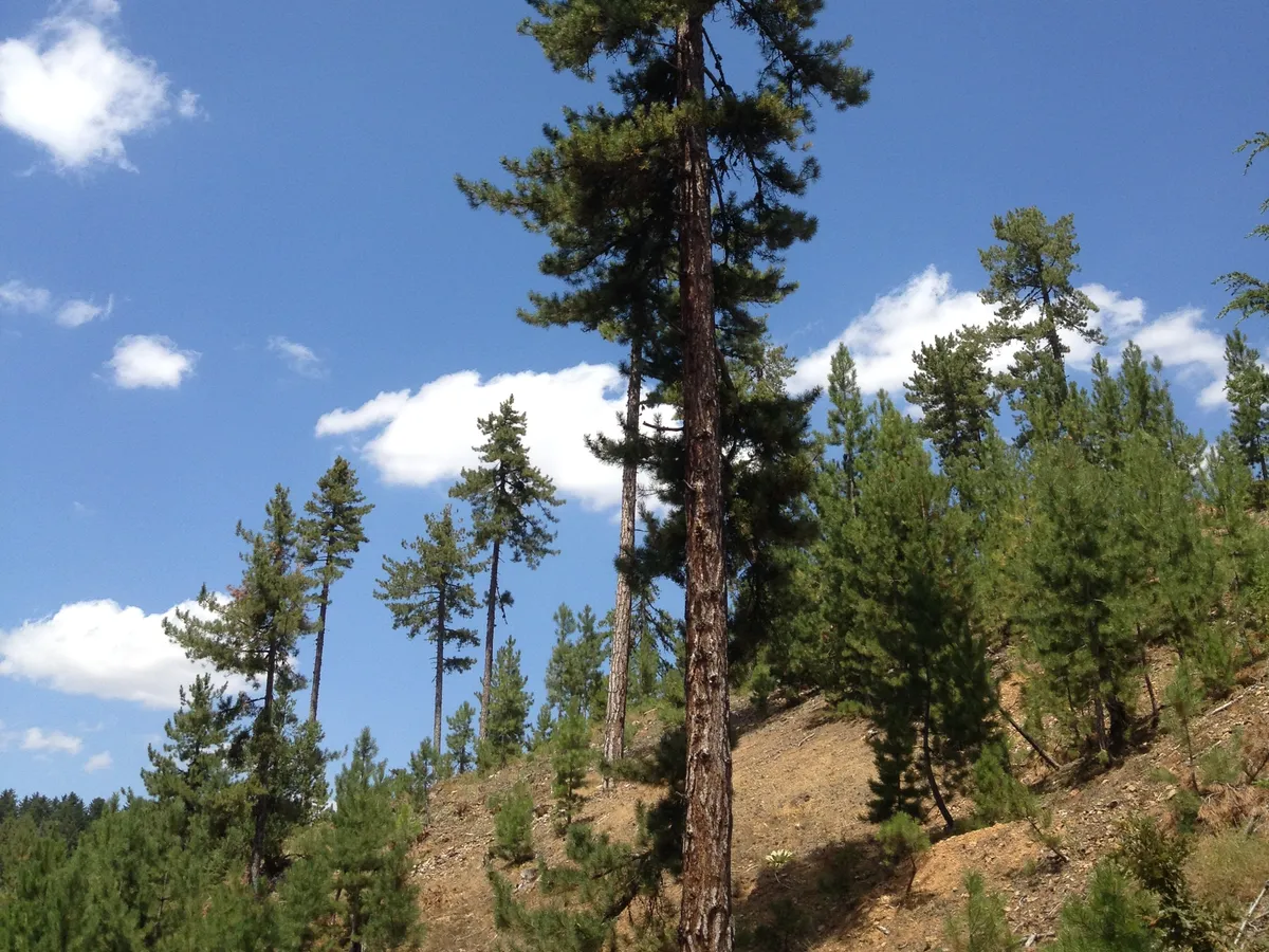 Черен бор (Pinus nigra)