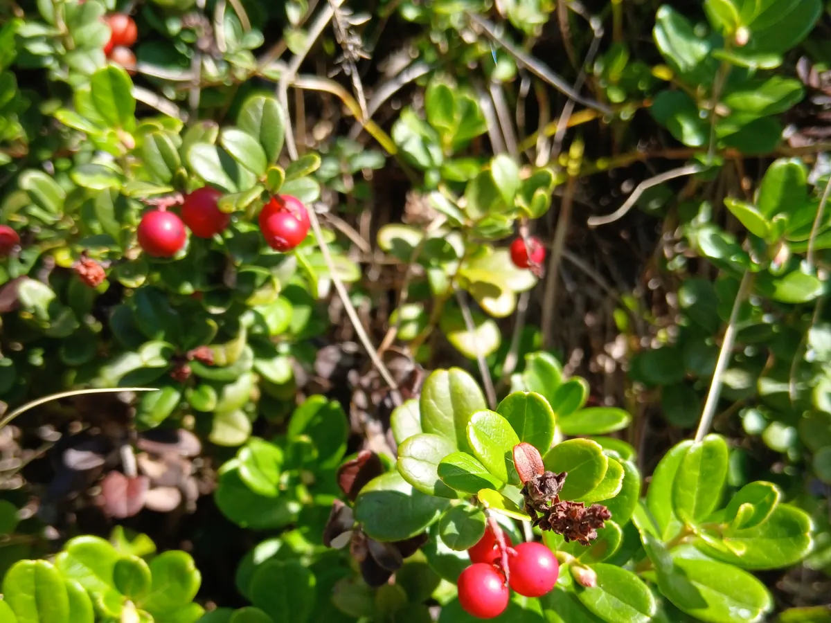 Червена боровинка (Vaccinium vitis-idaea)
