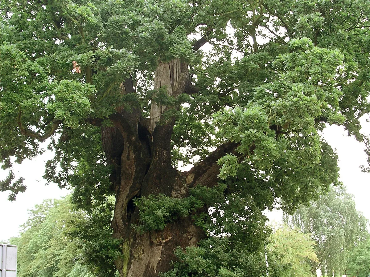 Дъб (Quercus robur)