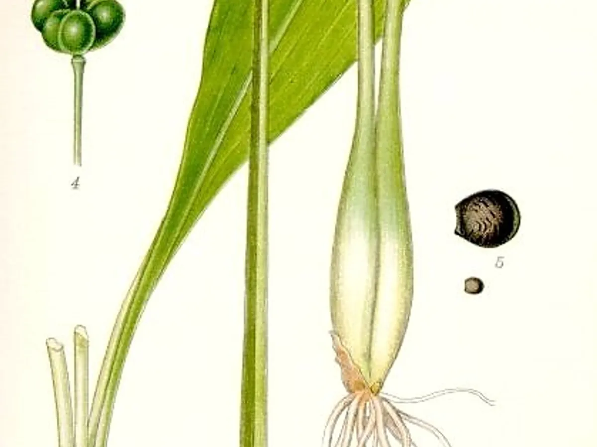 Див чесън (Allium ursinum)
