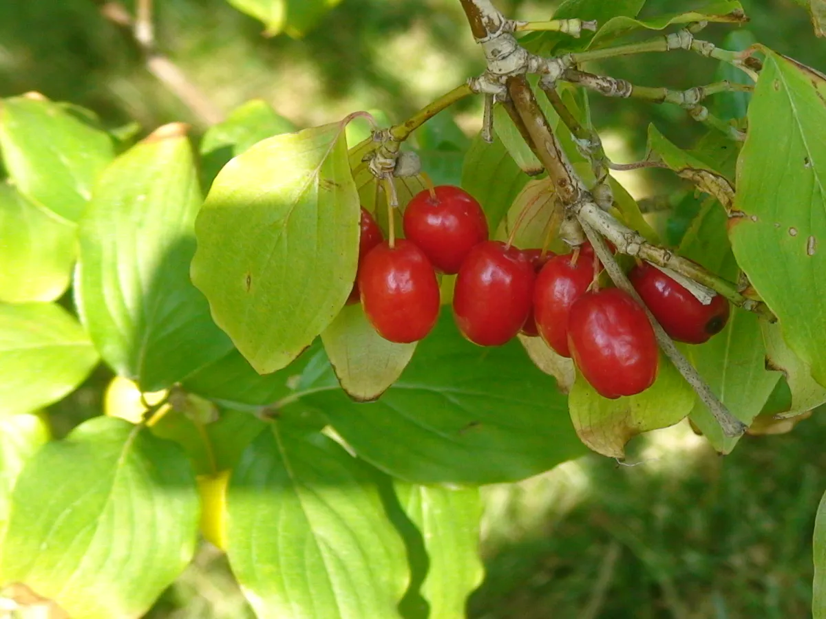 Дрян (Cornus mas)