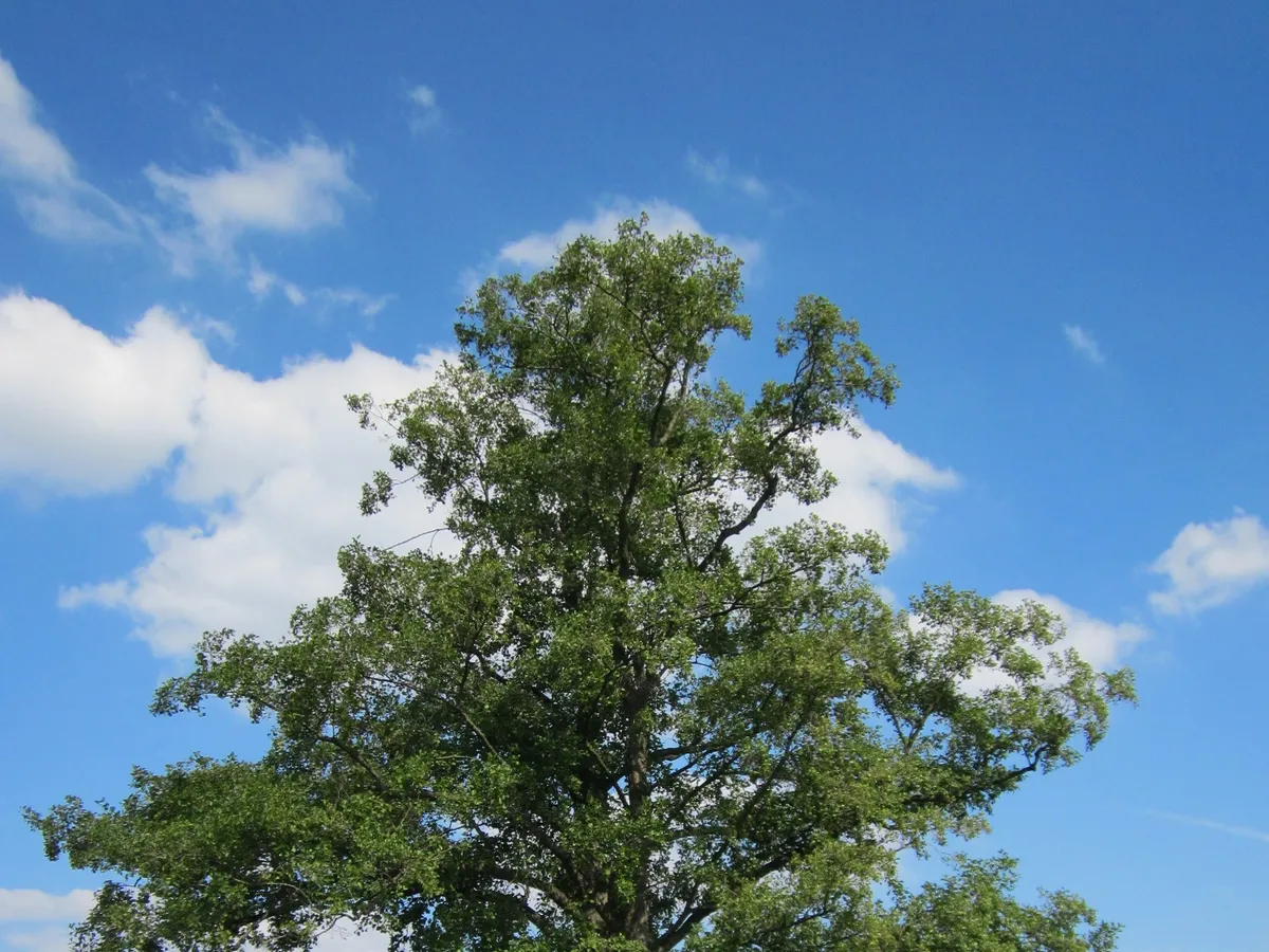 Елша (Alnus glutinosa)