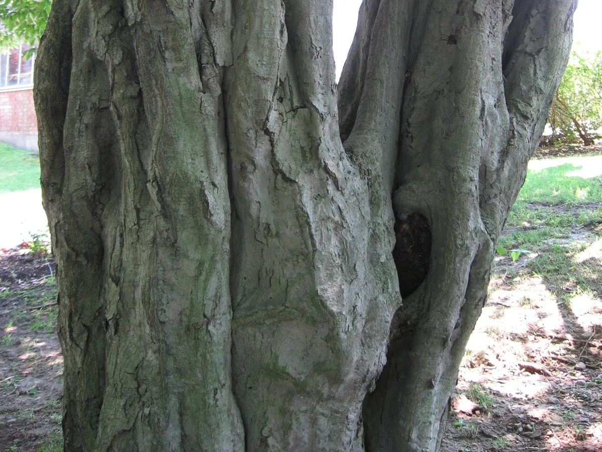 Габър (Carpinus betulus)