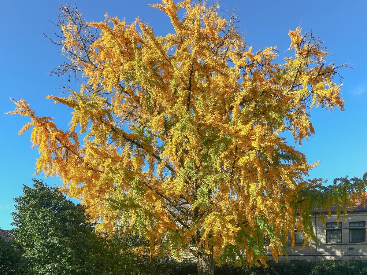 Гинко билоба (Ginkgo biloba)
