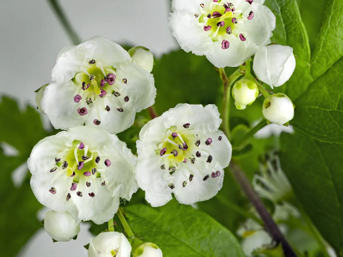 Глог (Crataegus monogyna)