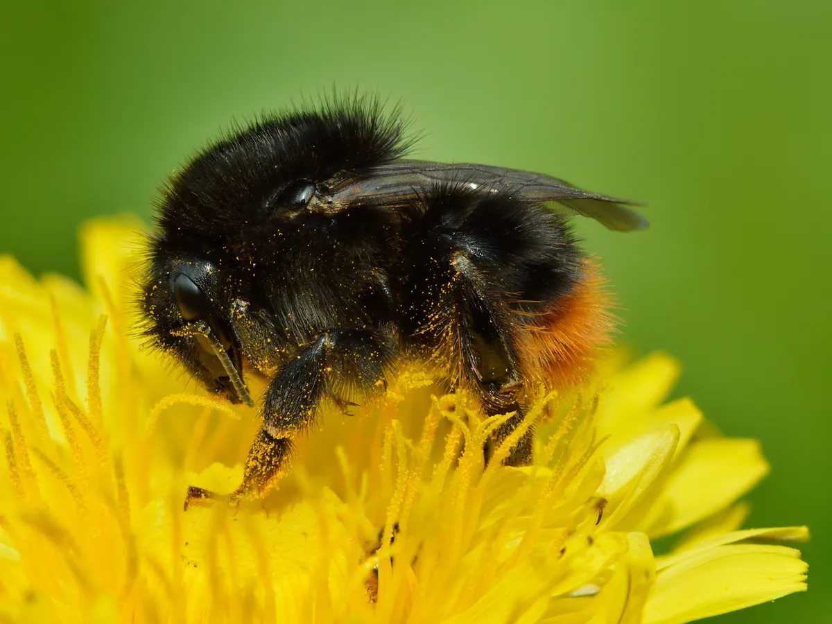 Глухарче (Taraxacum officinale)