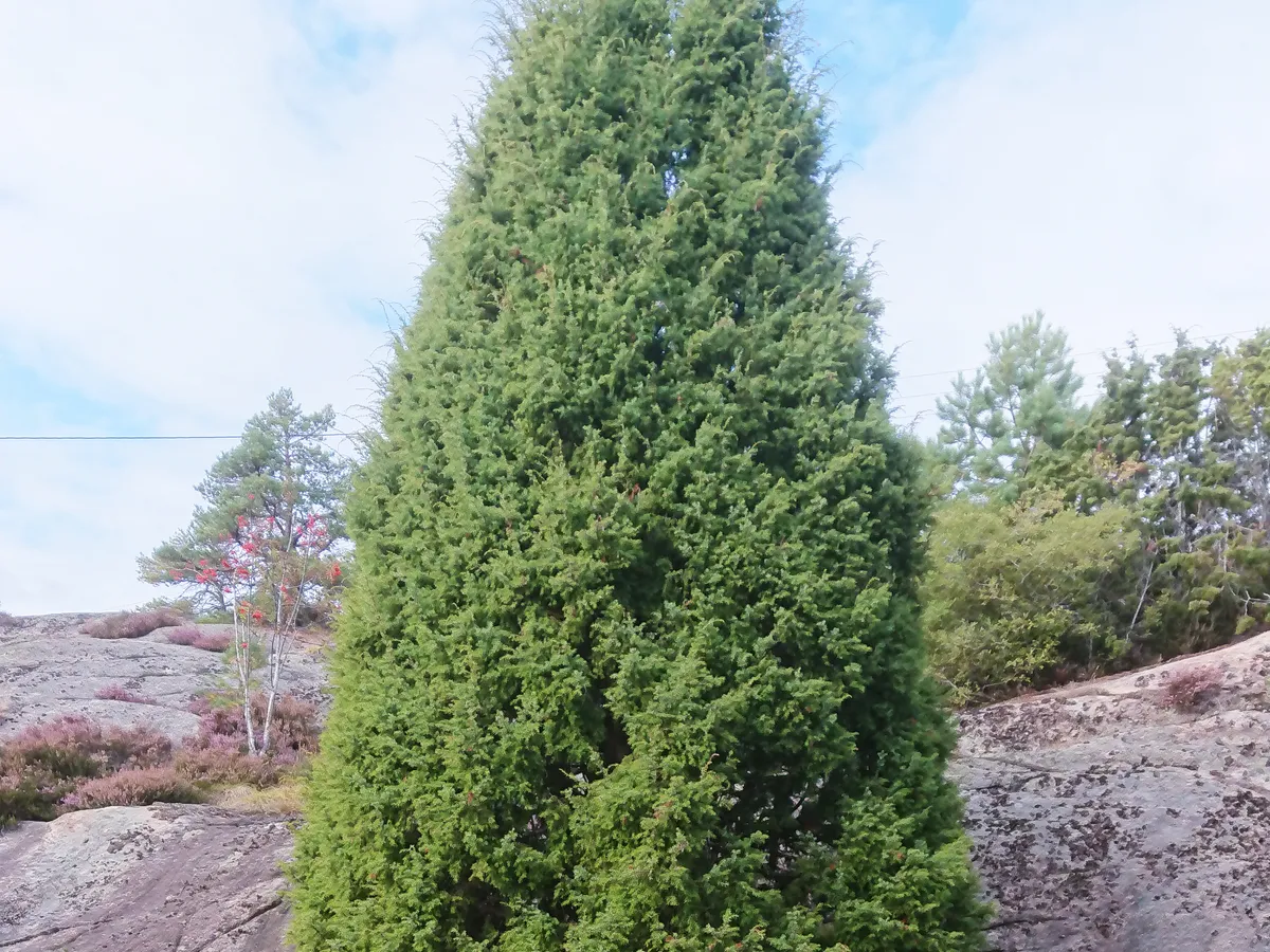 Хвойна (Juniperus communis)