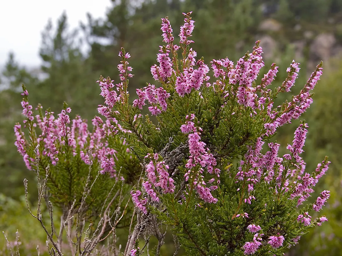 Калуна (Calluna vulgaris)