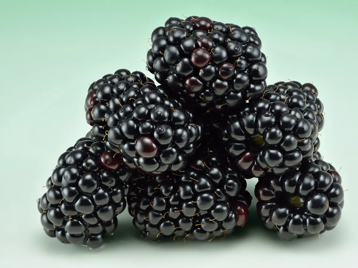 Къпина (Rubus fruticosus)