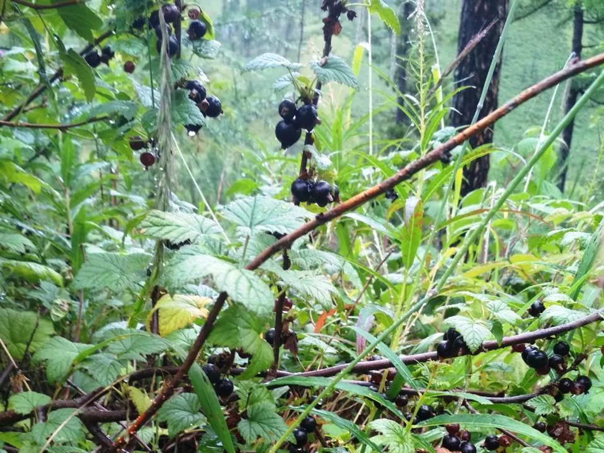 Касис (Ribes nigrum)