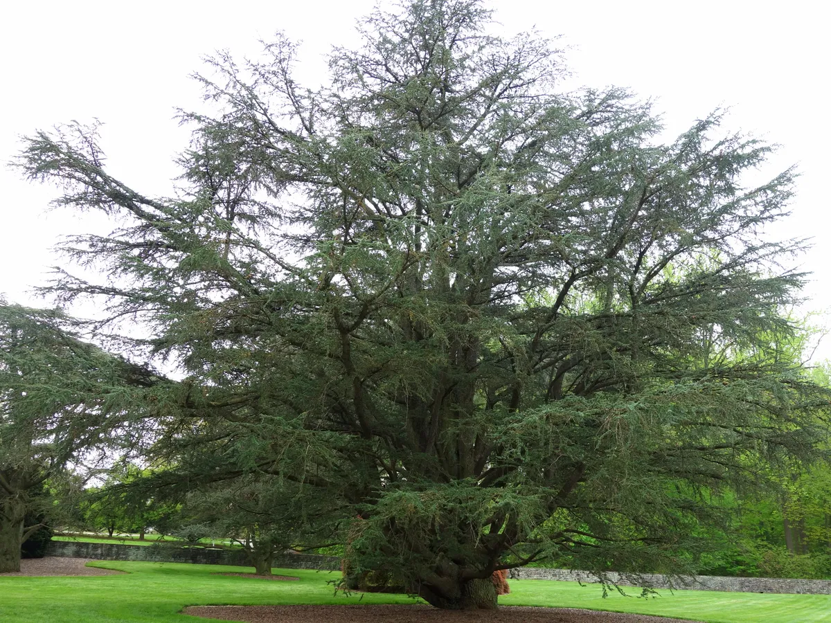 Кедър (Cedrus)