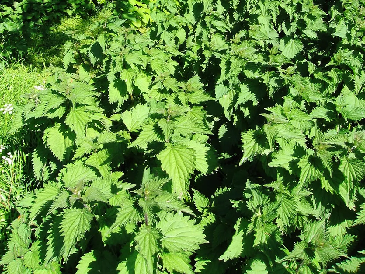 Коприва (Urtica dioica)