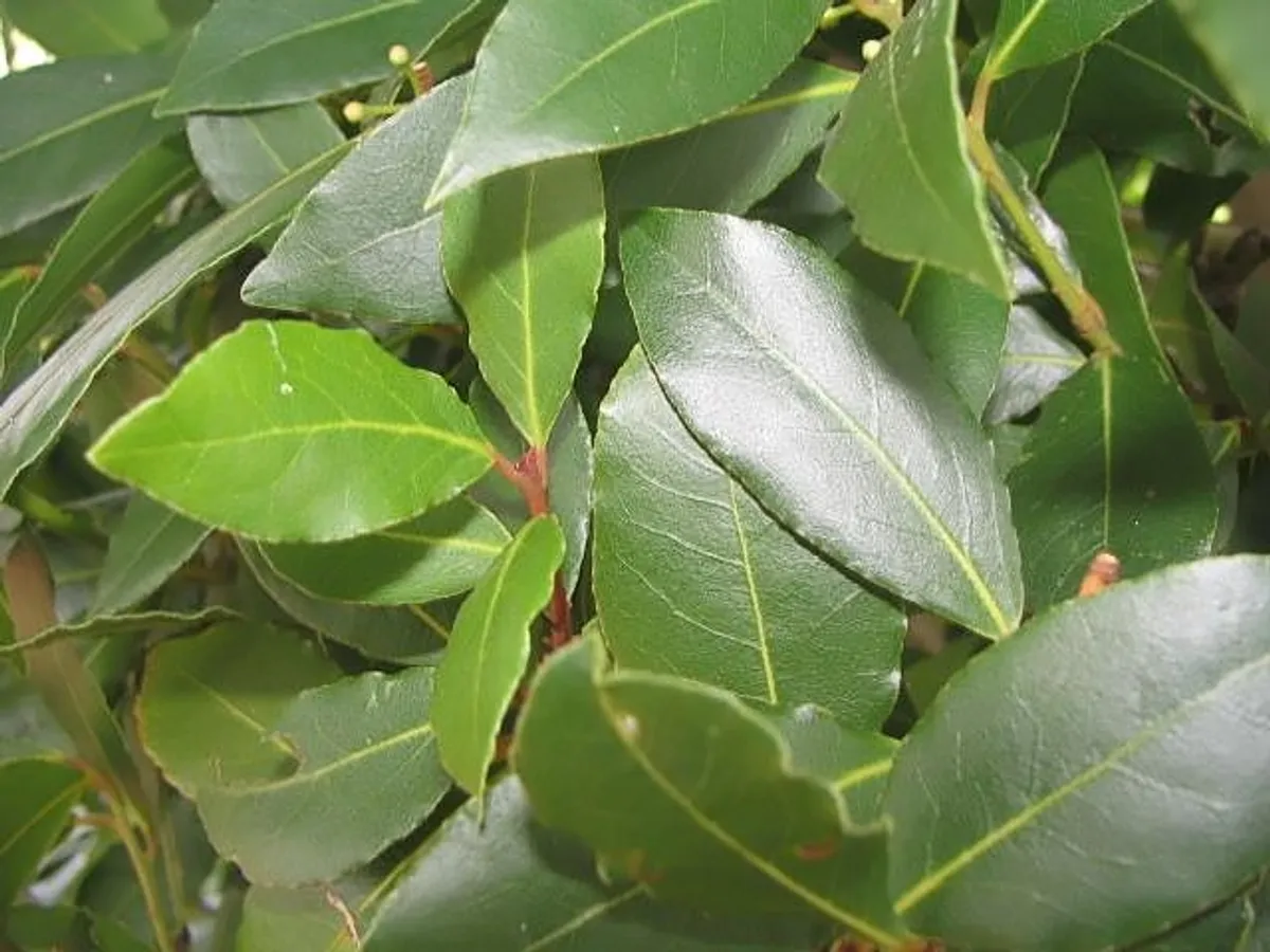Лаврово дърво (Laurus nobilis)