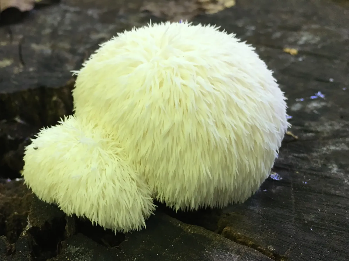Гъба Лъвска грива (Hericium erinaceus)