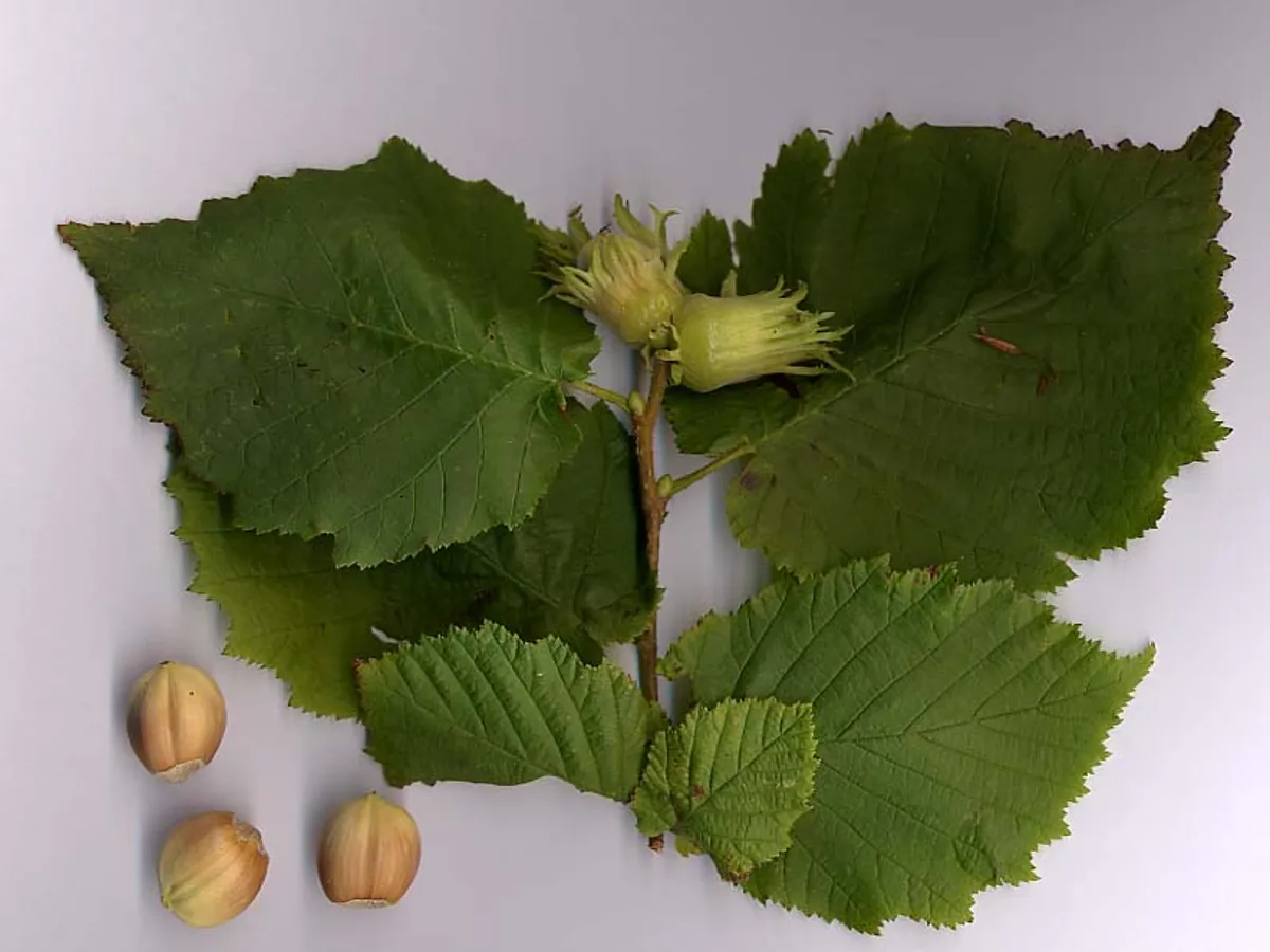 Леска (Corylus avellana)