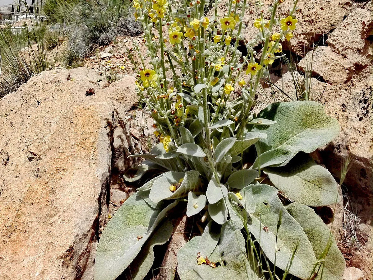 Лопен (Verbascum)
