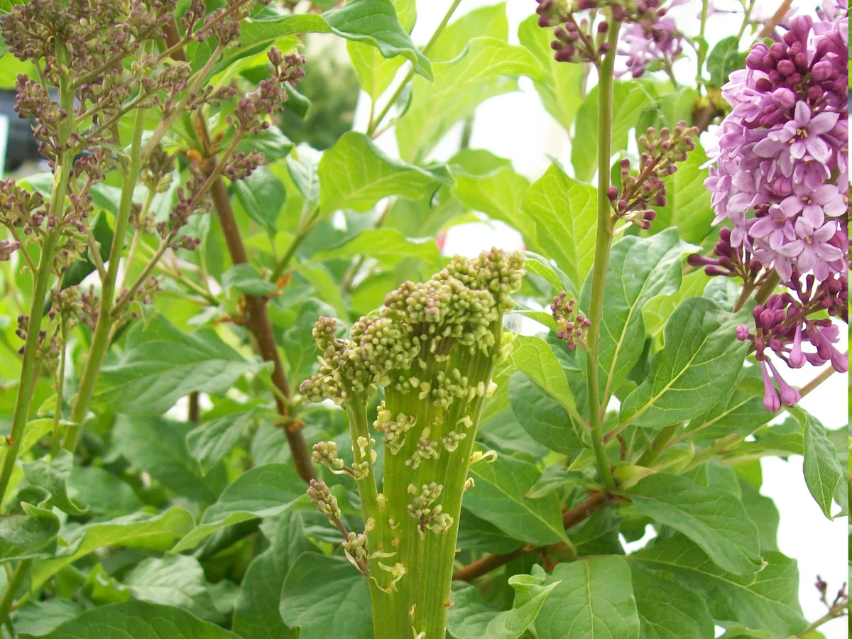 Люляк (Syringa vulgaris)