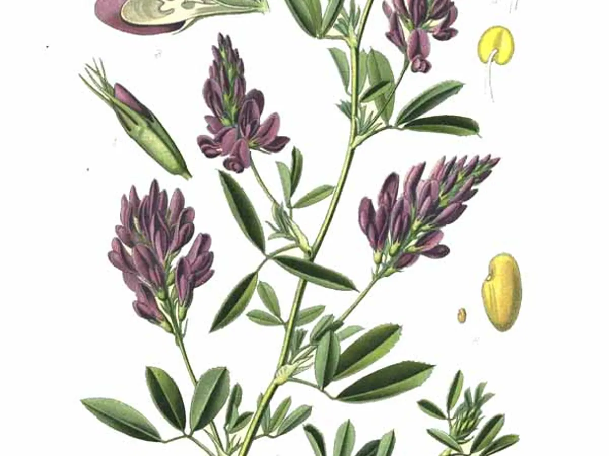 Люцерна (Medicago sativa)