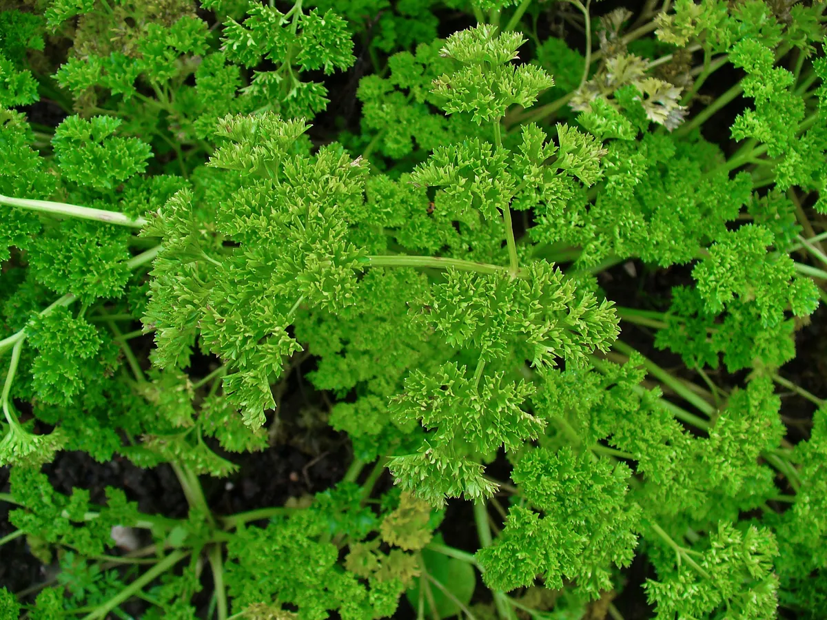 Магданоз (Petroselinum crispum)