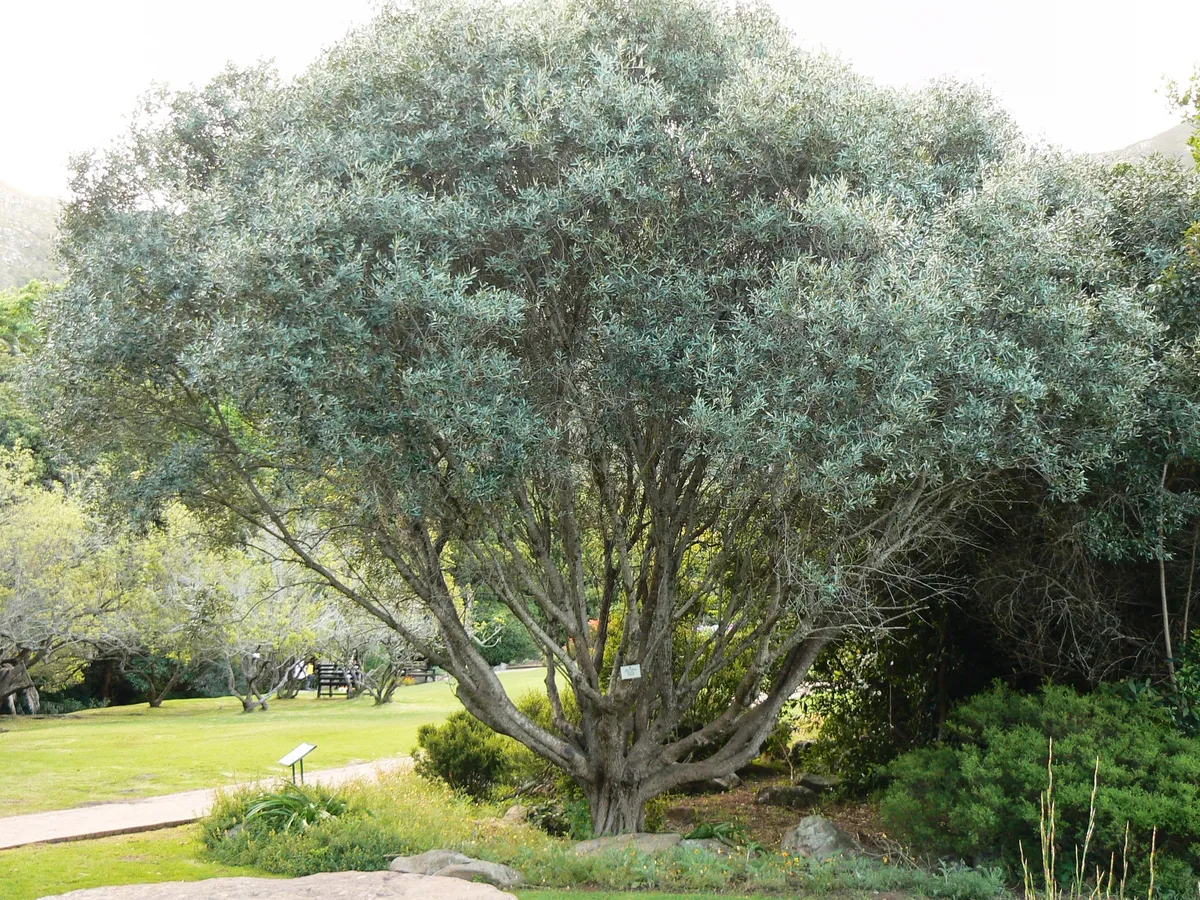 Маслина (Olea europaea)