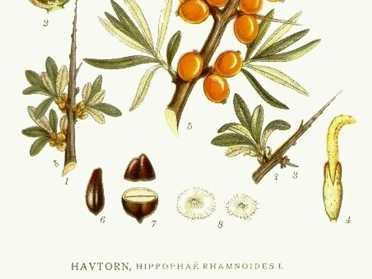 Облепиха (Hippophae rhamnoides)