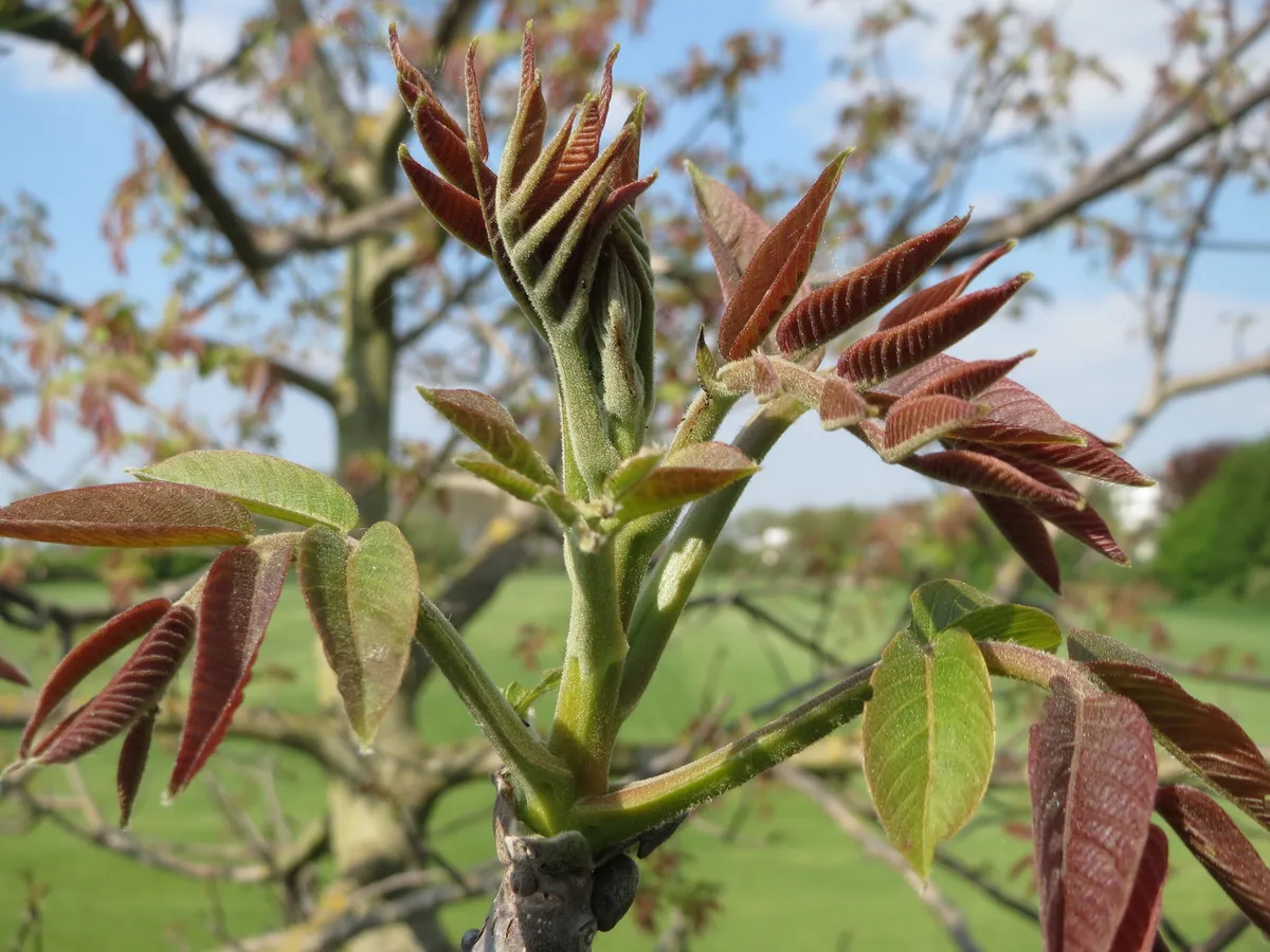 Орех (Juglans regia)