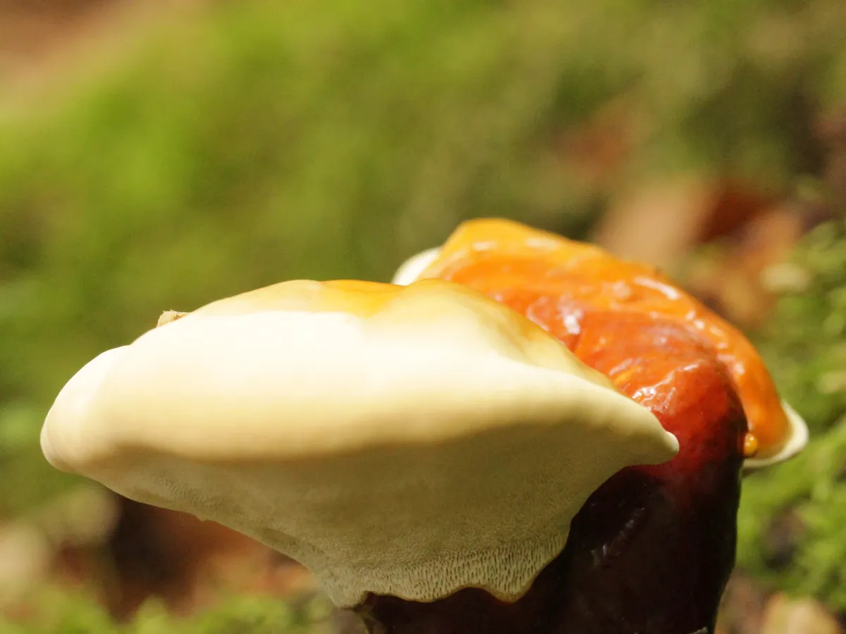 Гъба Рейши (Ganoderma lucidum)