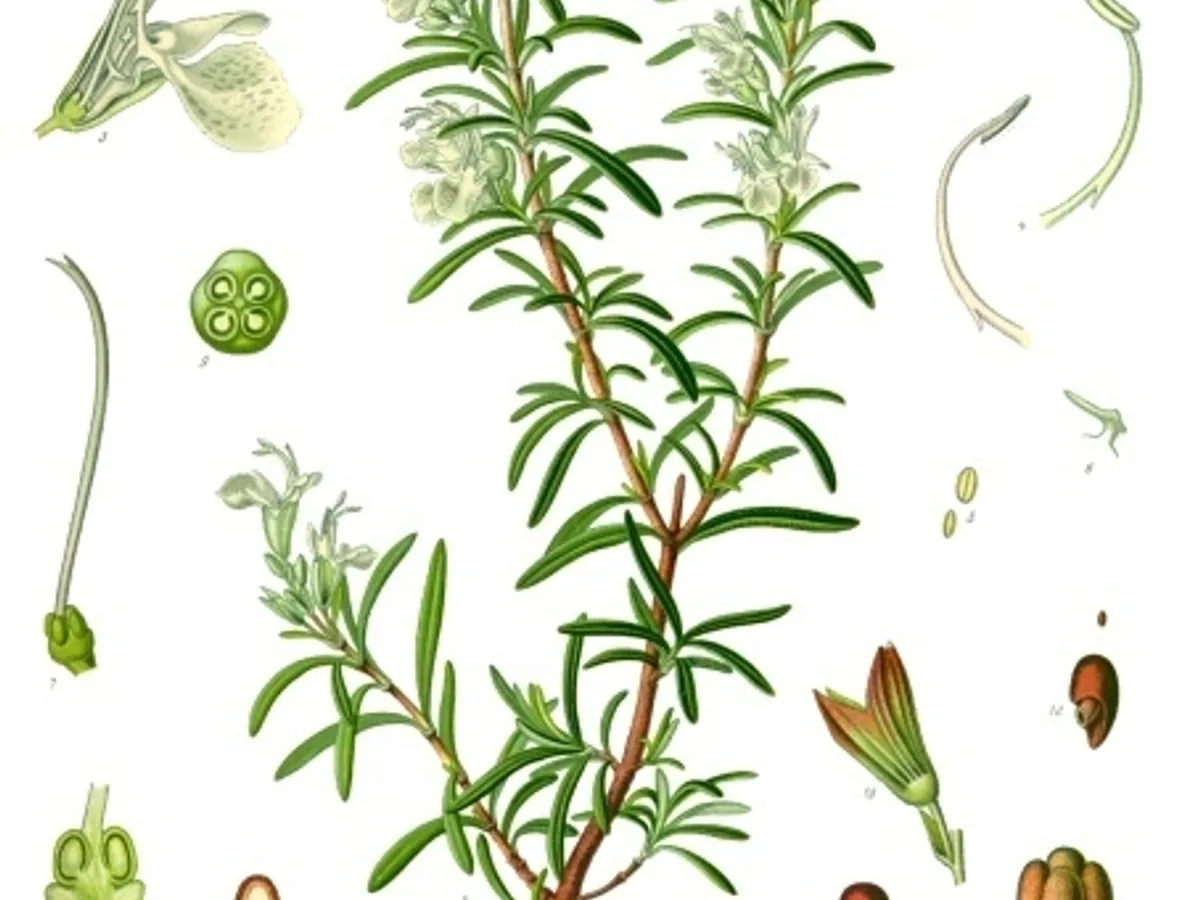 Розмарин (Rosmarinus officinalis)