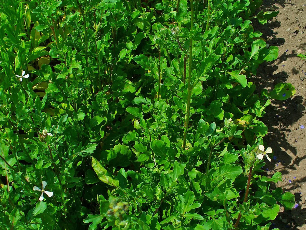 Рукола (Eruca vesicaria)