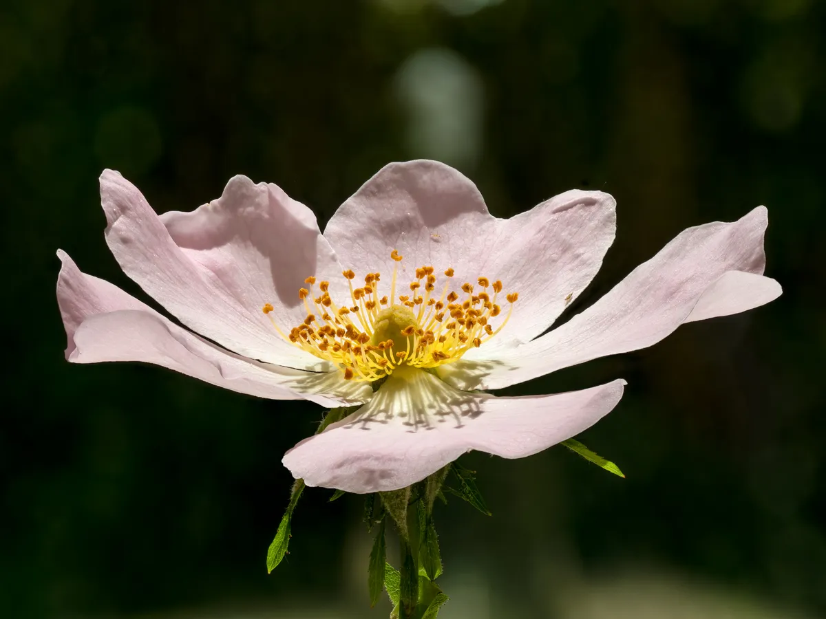 Шипка (Rosa canina)