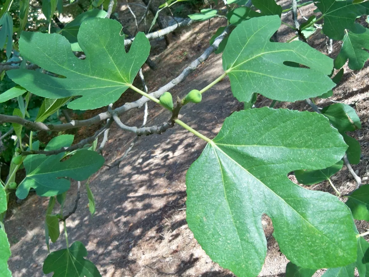 Смокиня (Ficus carica)