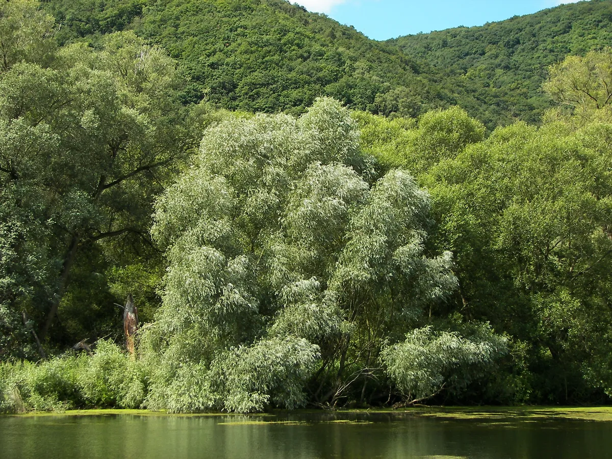 Върба (Salix alba)