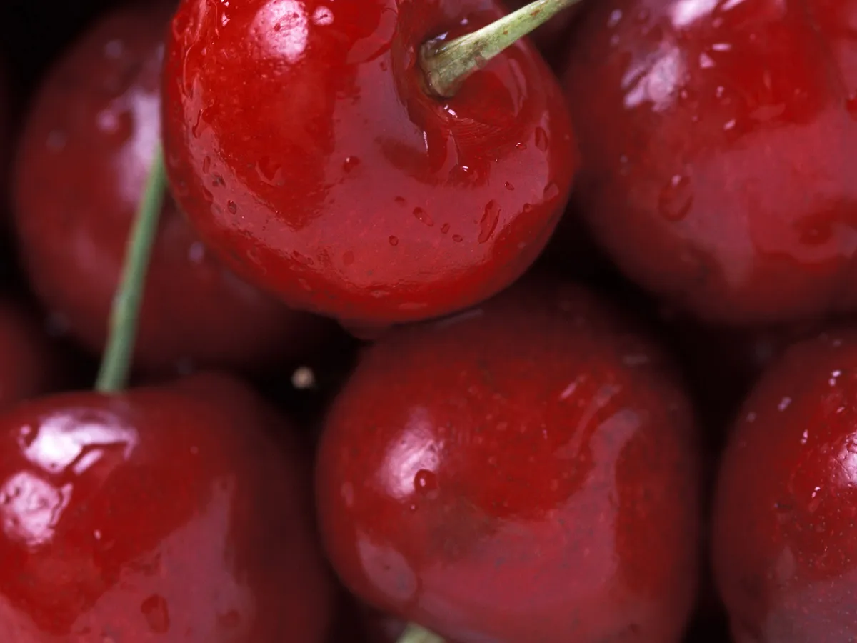 Вишна (Prunus cerasus)